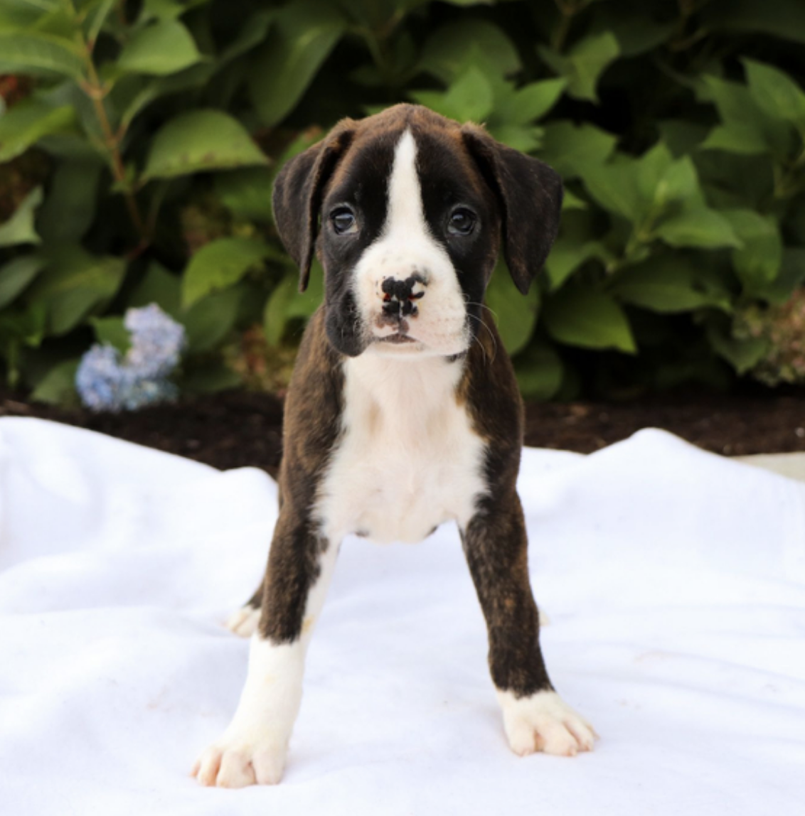 comprar cachorros sanos, baratos y asequibles para la venta